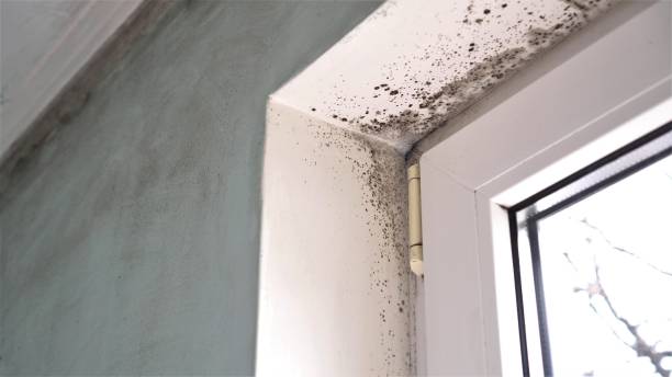 Best Localized Mold Remediation (e.g., coastal areas, humid climates) in Butler, NJ