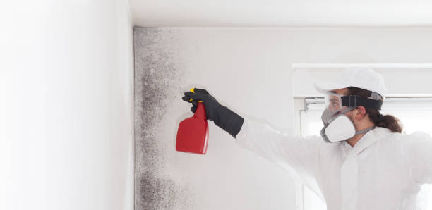 Best Commercial Mold Remediation in Butler, NJ