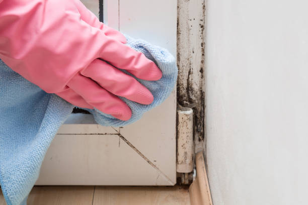 Best Commercial Mold Remediation in Butler, NJ
